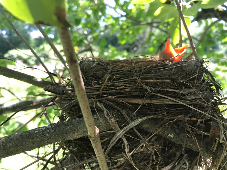 Our property has plentiful wildlife, including bald eagles, great blue herons and golden eagles, all of whom nest just into the woods on the far side of the lawns. We have all sizes and kinds of birds and birdcalls, from catbirds and hermit thrushes to wild turkeys and ravens (deep in the woods). We also have a moose that lives on the property; she is shy and crepuscular by nature, but you may see her or her large footprints!from time to time.There are a robin's nest and a wren's nest under the eaves just outside the cottage door; both are active homes all spring and early summer. This nest is in the lilacs adjacent to the cottage.
