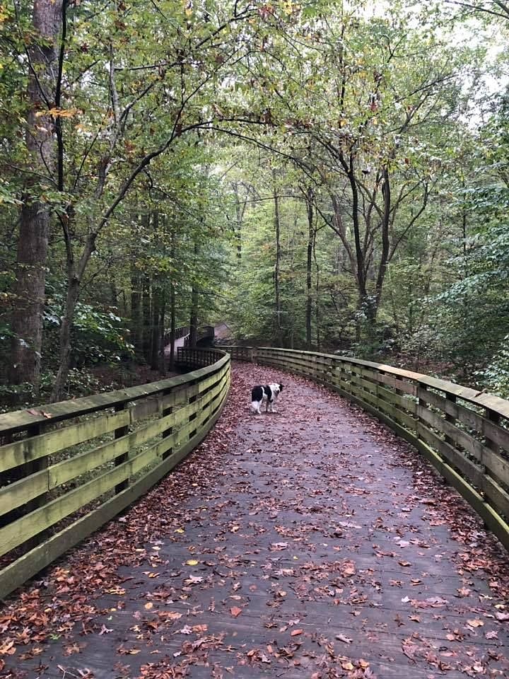 Many walking paths through wooden areas
