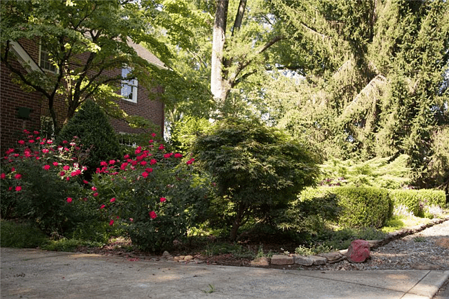 Garden next to driveway
