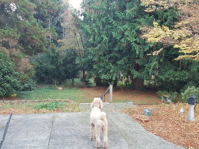 Spacious backyard, photo in autumn season.Two levels!  
Patio area with stairs & pathways leading down to "mini forest"!
