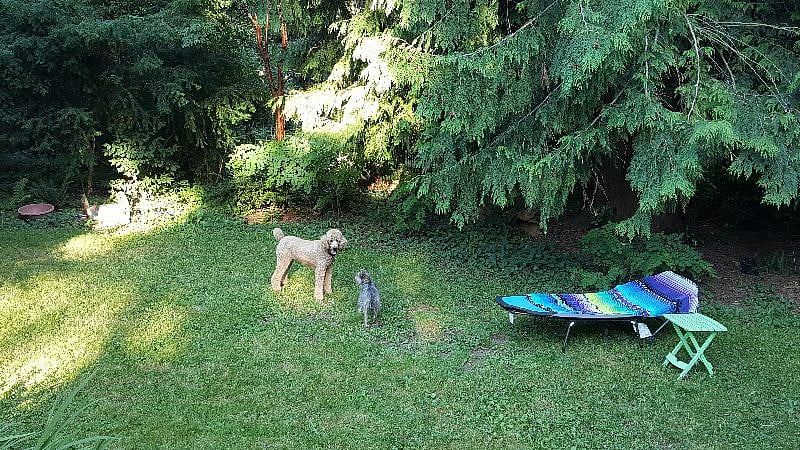 Dogs love it too!