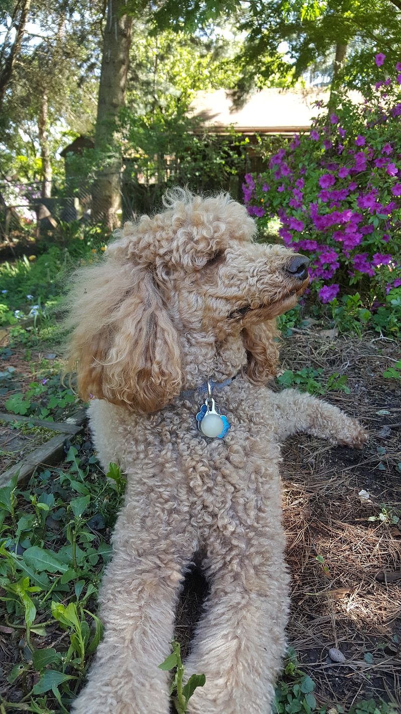 Feel the wind! Such a relaxing backyard.