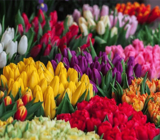 Farmers Market on Wednesdays and Saturdays.