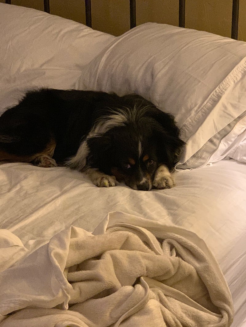This is my miniature Australian Shepherd, Bella