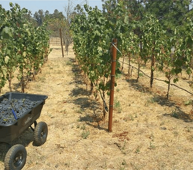 Our hobby vineyard
