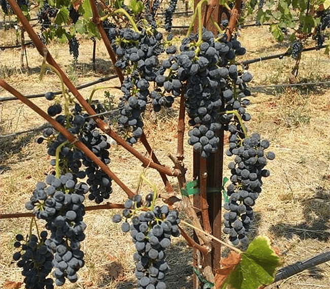 Syrah grapes ready to harvest