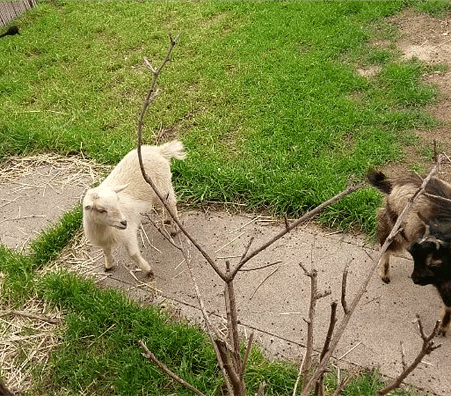 Our goats