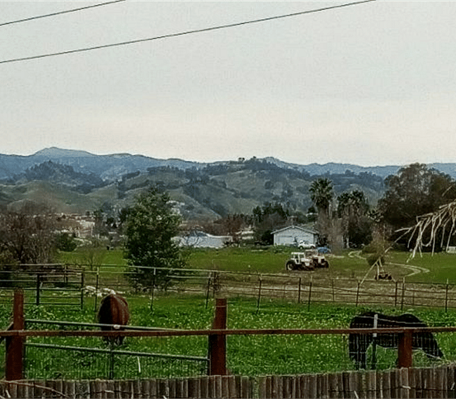 horses in back pasture