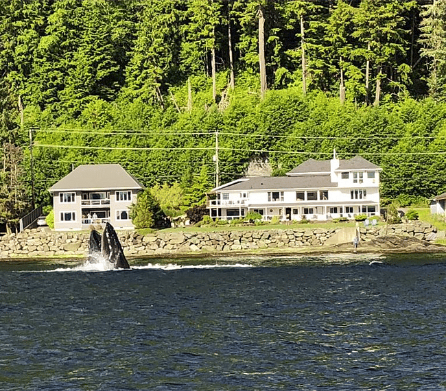 This is one of the best whale watching areas. There is a whale bubble feeding in front of the house in this photo.