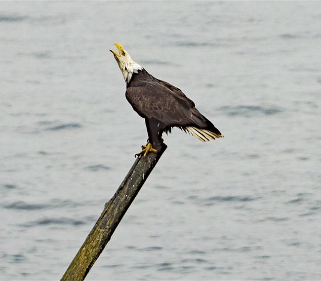Eagles
