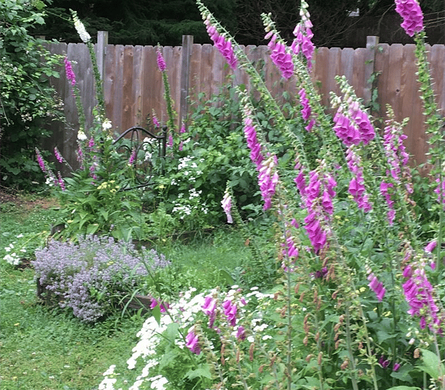 Foxglove in the spring garden