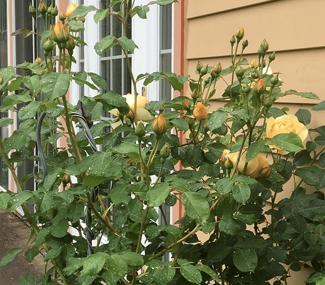 Roses by the cottage