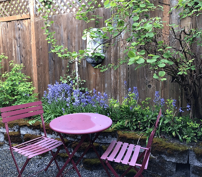 Backyard seating under kiwi branches. Lots of raspberries for the picking.