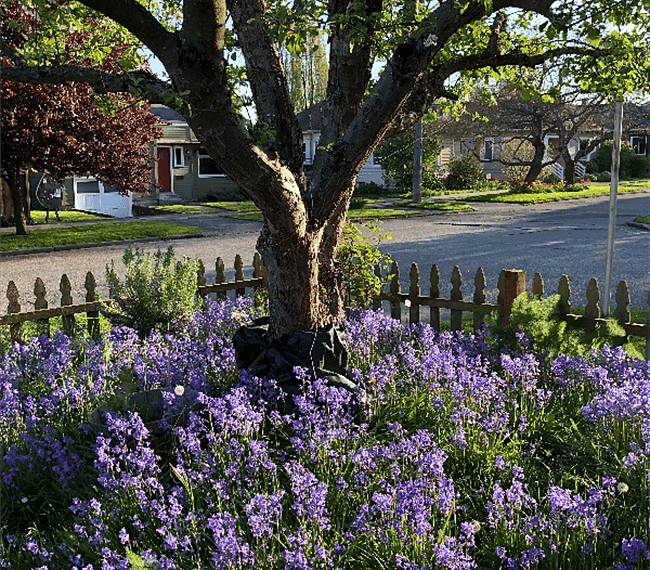 Blue bells under the apple tree.