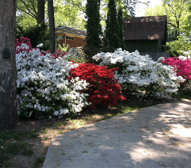 My yard around the house in the Springtime