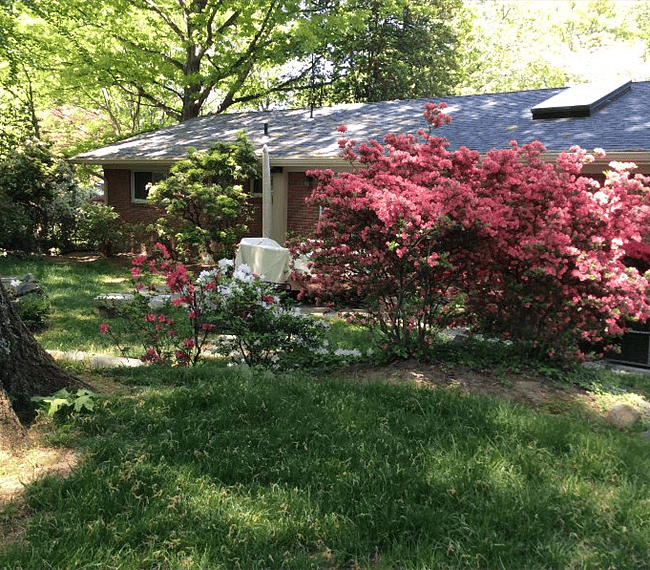  Back yard Springtime