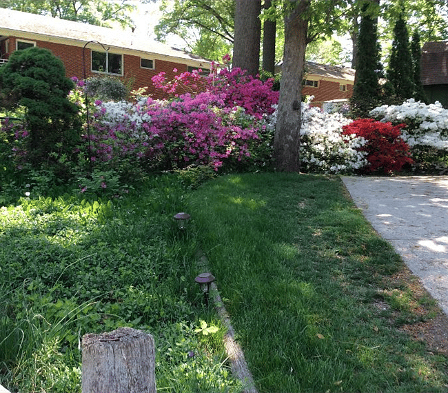 by the house yard, Springtime