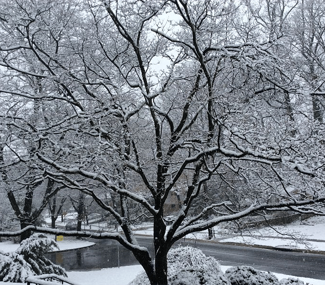 Dogwood tree: front of the house