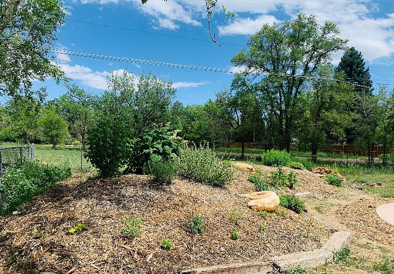 Medicinal herb and vegetable garden