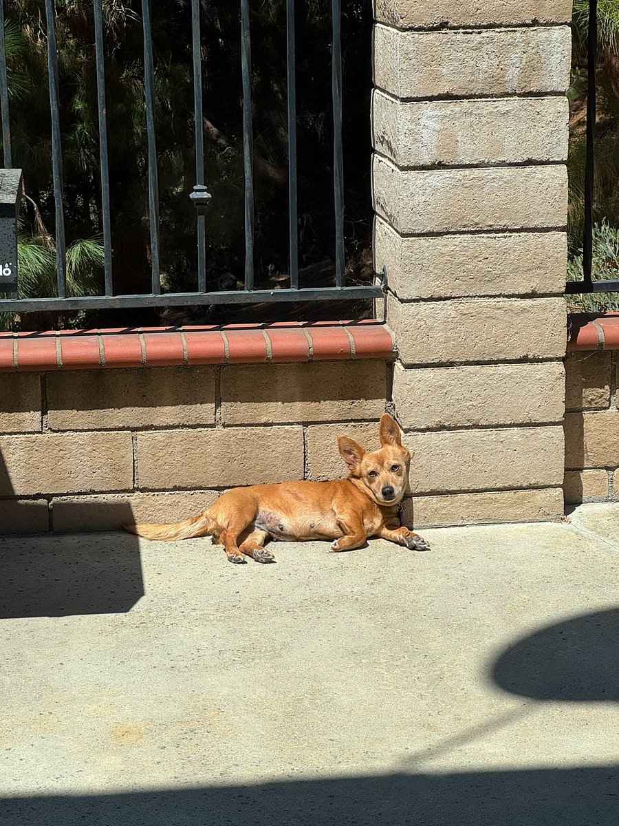Ruby is 4-6 years old and relatively calm.