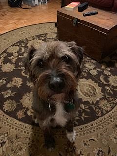 Your own very friendly and  furry visitor should you choose to invite him