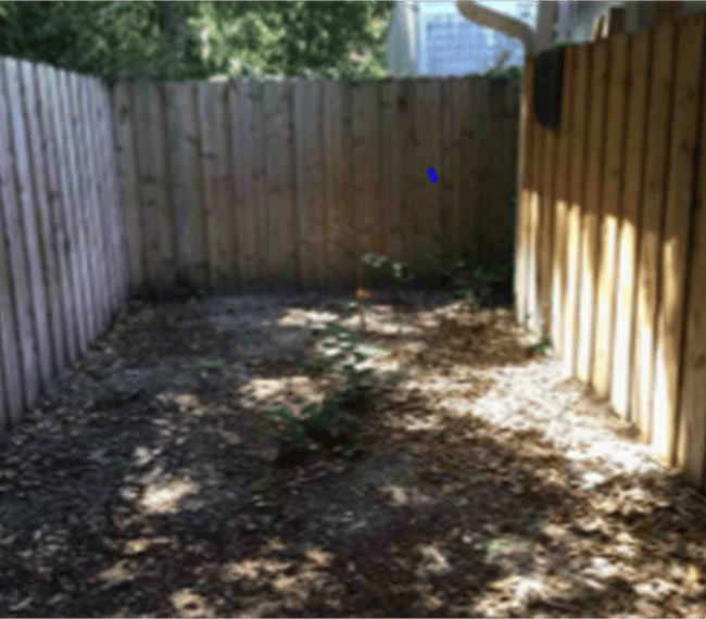 Yard for Dog