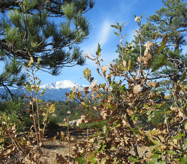 Pikes Peak from top of hill