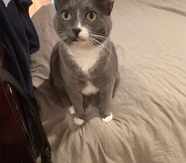 Friendly cat #2
