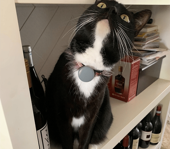Friendly cat #1