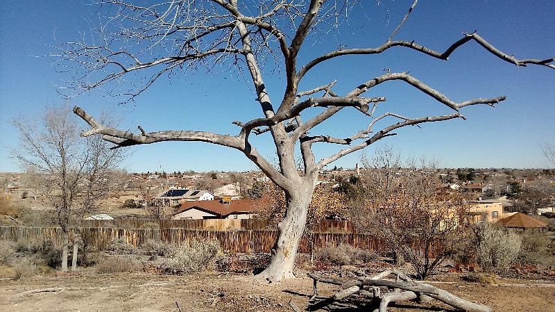Our very special dead tree with the great neighborhood in the background.
