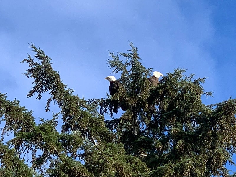 Our resident bald eagles hang out in the fir tree right off your apartment deck. <3