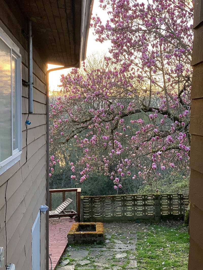 In spring, tulip magnolias bloom right outside the apartment door! One of our nurses even had this tree turned into a tattoo to remember her time in Seattle. <3