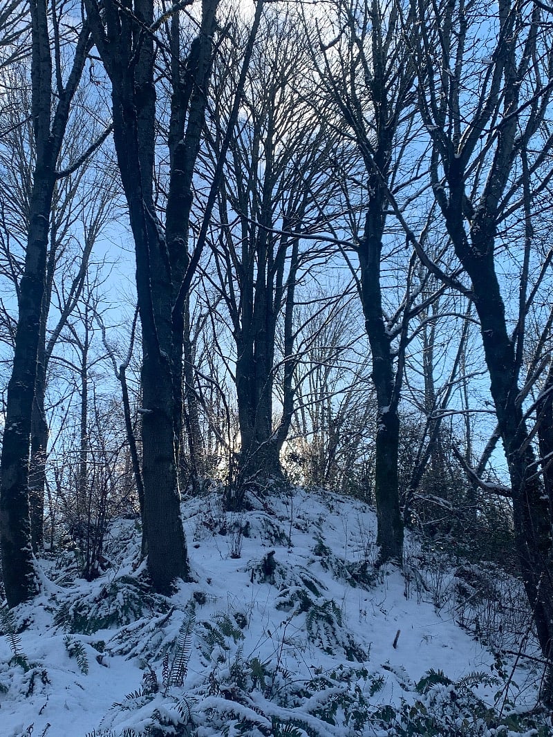 Winter walk in the woods.