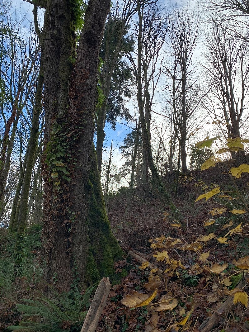 Our property is nearly an acre, with big beautiful trees and access to local hiking trails.
