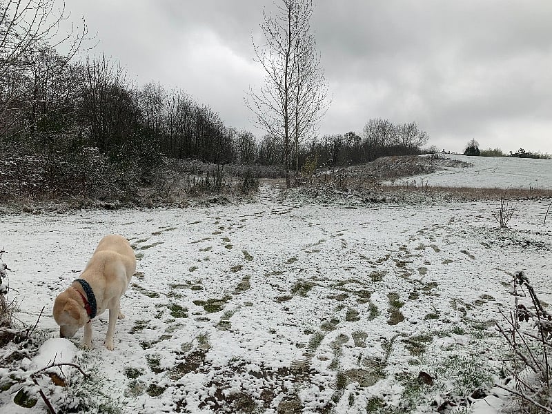 Samson enjoying some snow sniffing on our daily walk.