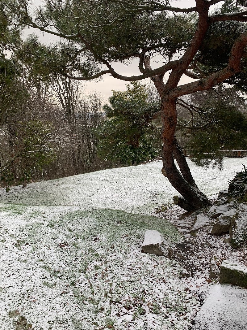 Our yard with a light dusting.