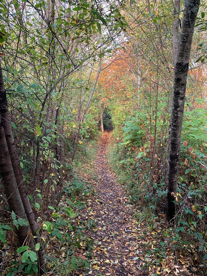 Our neighborhood walk in fall.