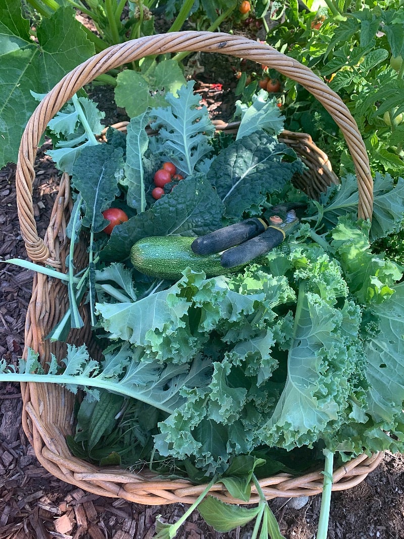 Harvest time!