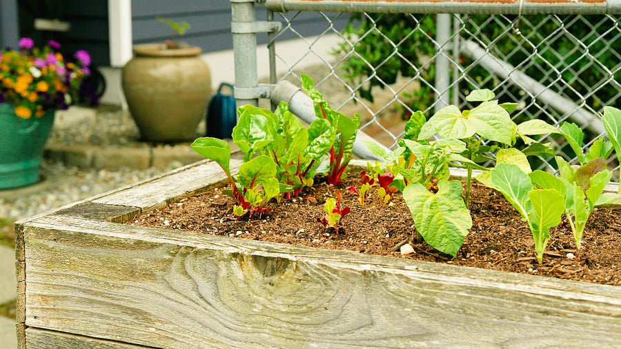You may see us out watering plants, or harvesting fruits and veggies.