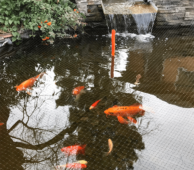 Fishies!