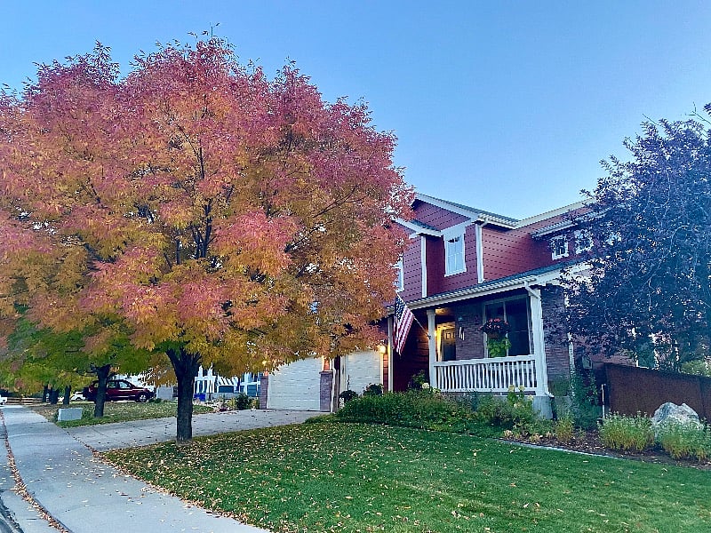 Front yard