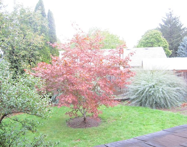 enjoy organic yard and gardens - shared