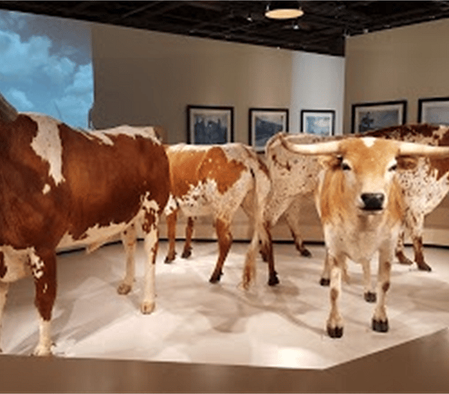 Texas Longhorns at the Cattle Raisers Museum.