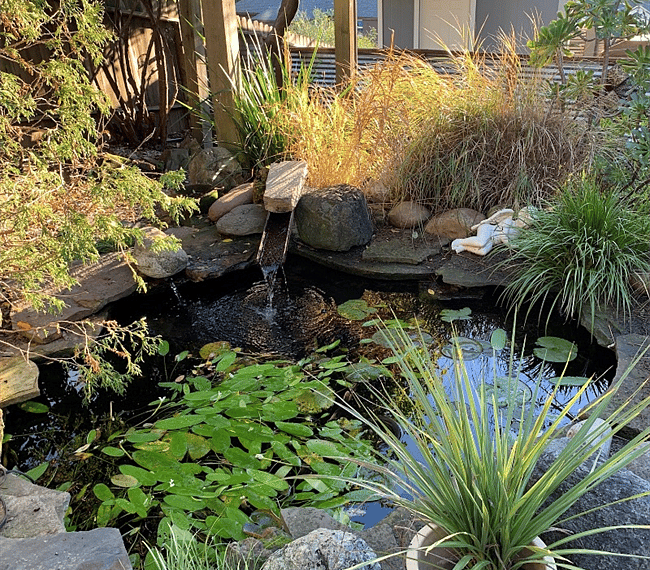 garden pond