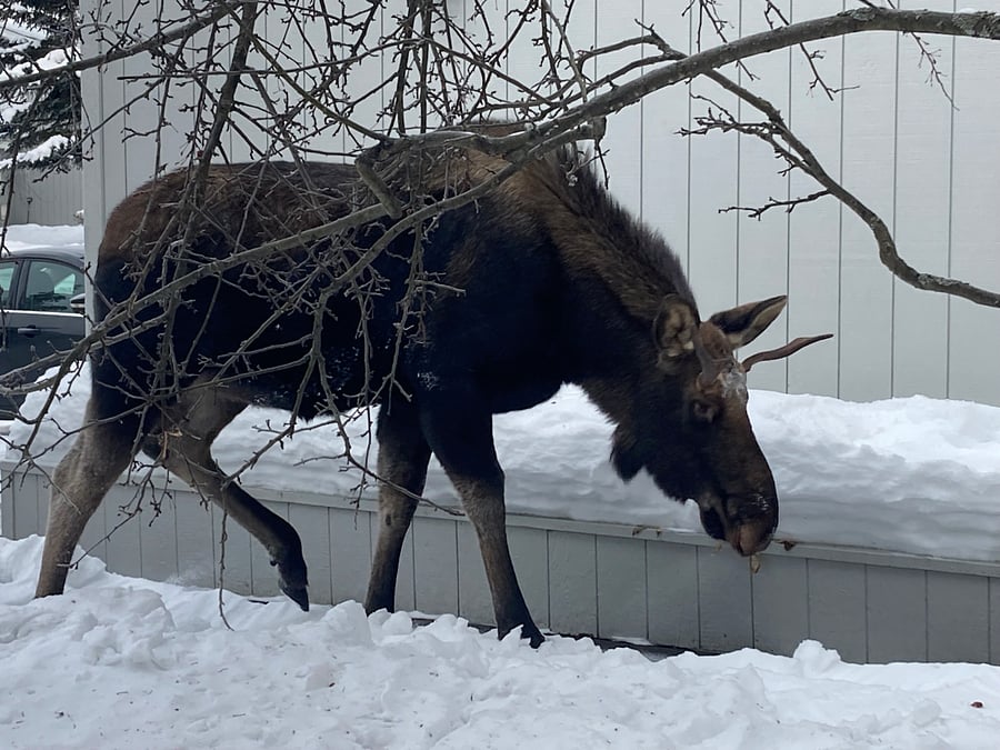 Visitor at front door!