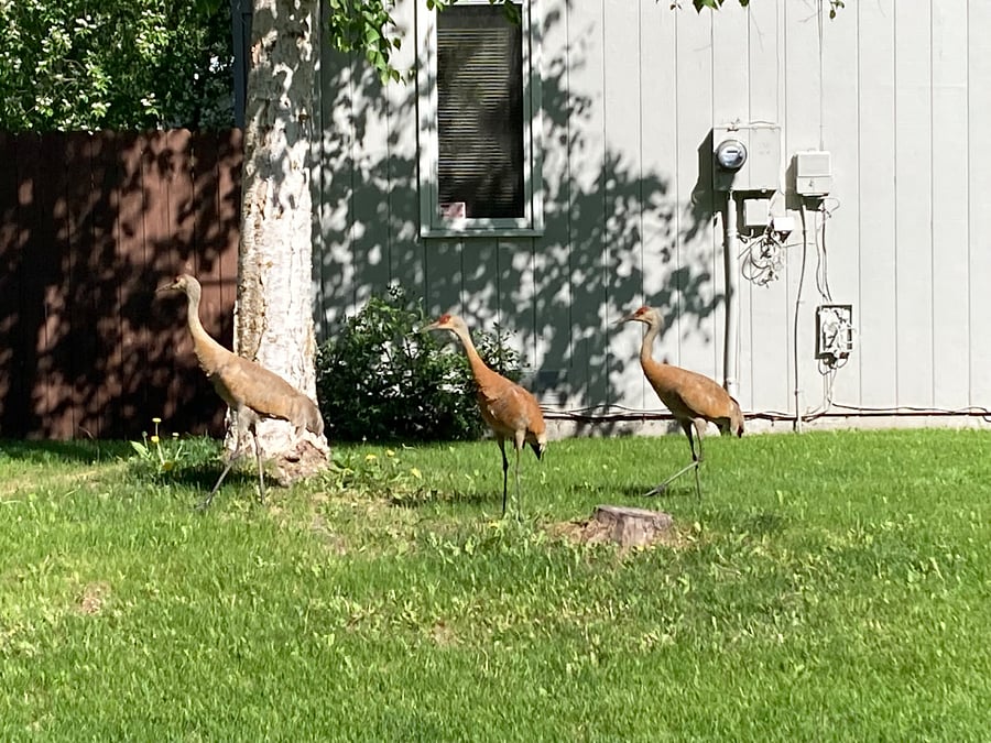 The beautiful sandhill cranes here once a year.