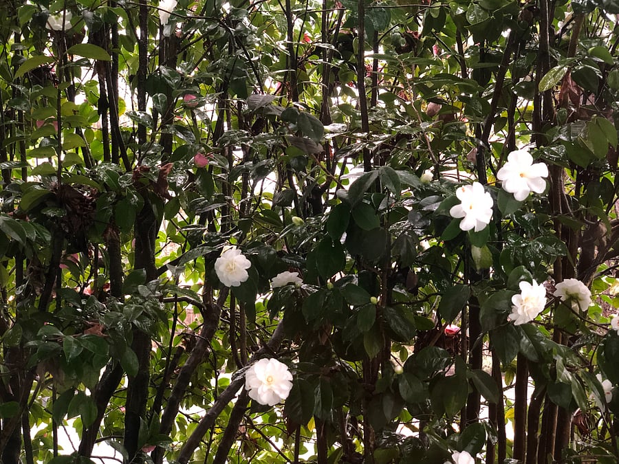 This beautiful camelia sheilds the porch from the eye.