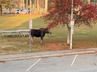 A Local Visitor.