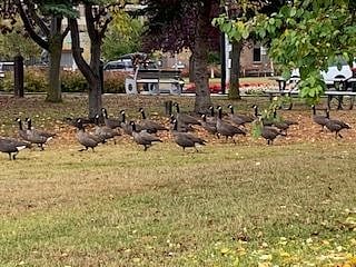 Delaney Park Strip is a great gathering place for the geese,  when arriving in the spring and departing in the fall.