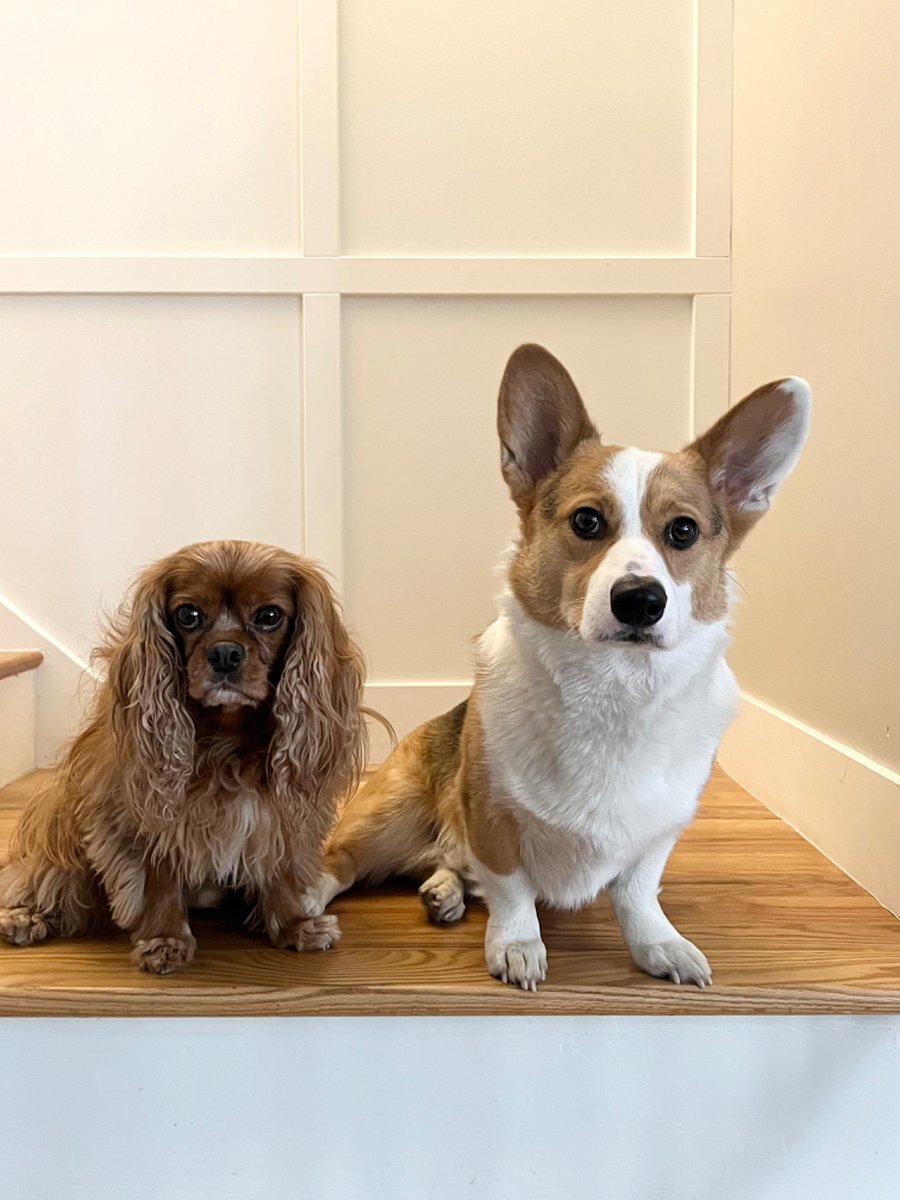 Pets that reside in owners area. They are friendly and love to say HELLO!